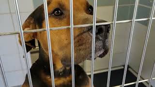 acs A673803