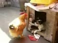 Dog and chicken having unwanted sex