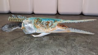 Houndfish Needlefish Skull Unboxing The Skull Seeker