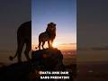 fakta unik singa /lion #lion #animalworld #shortsyoutube #facts #shortviral #predator
