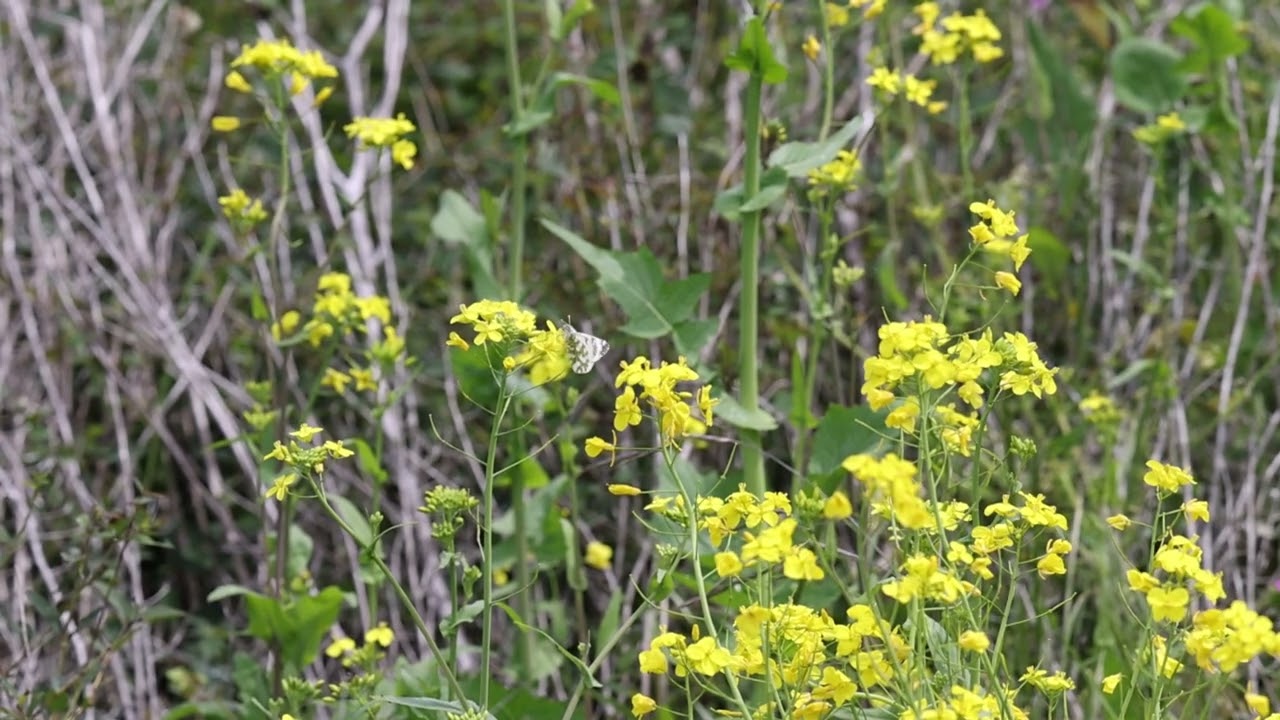 Island Marble Butterfly
