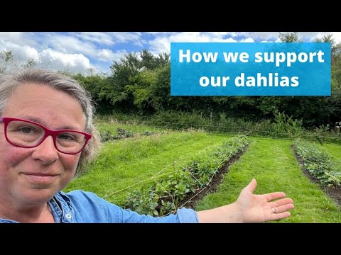 Video: Dahlia paramos idėjos – kokie yra geriausi jurginų sukalimo būdai