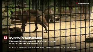 В семействе канадских черных волков в Новосибирском зоопарке родились детеныши