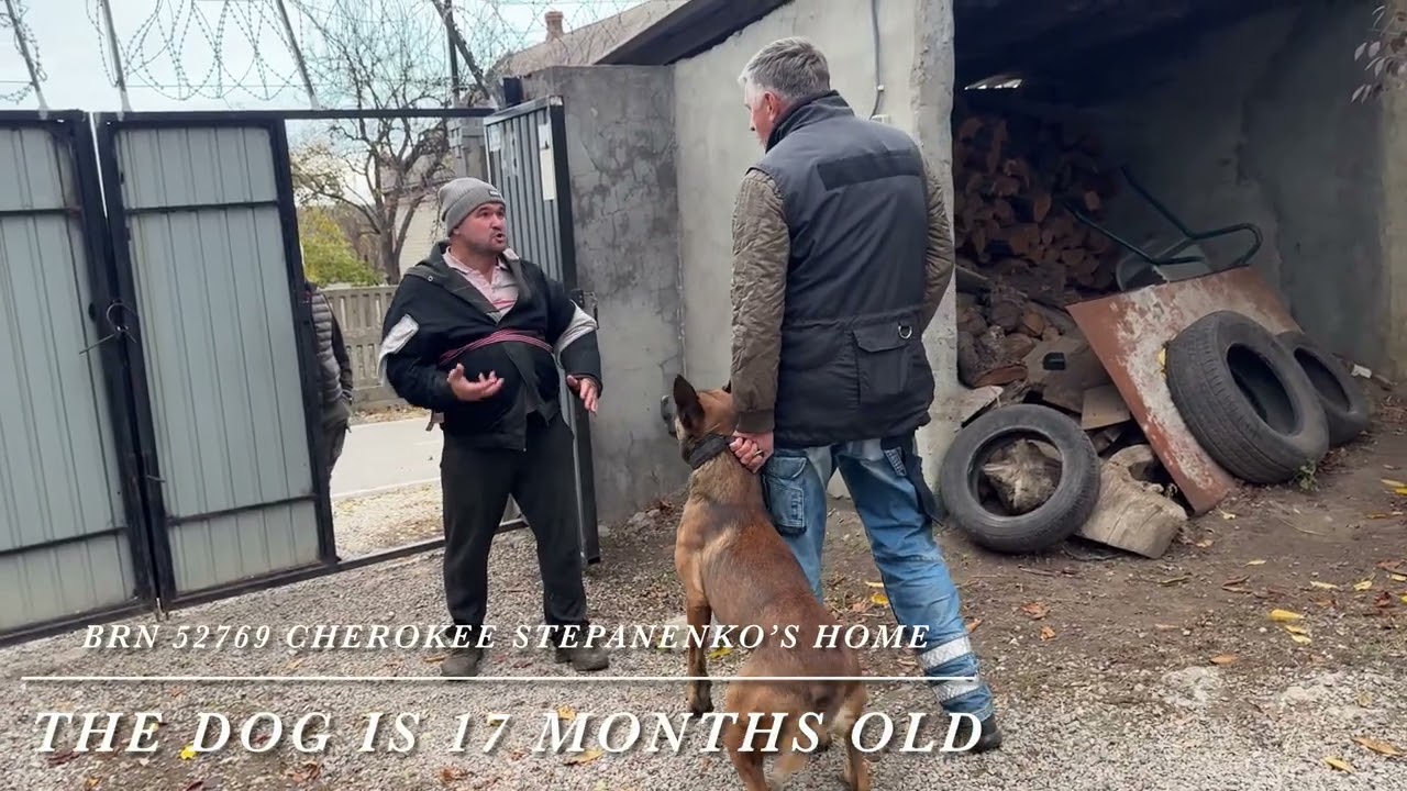 Civil bite training: BRN 52769 Cherokee Stepanenko’s Home 17 months 