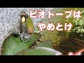 知らないで始めると後悔する、ビオトープのデメリット5選