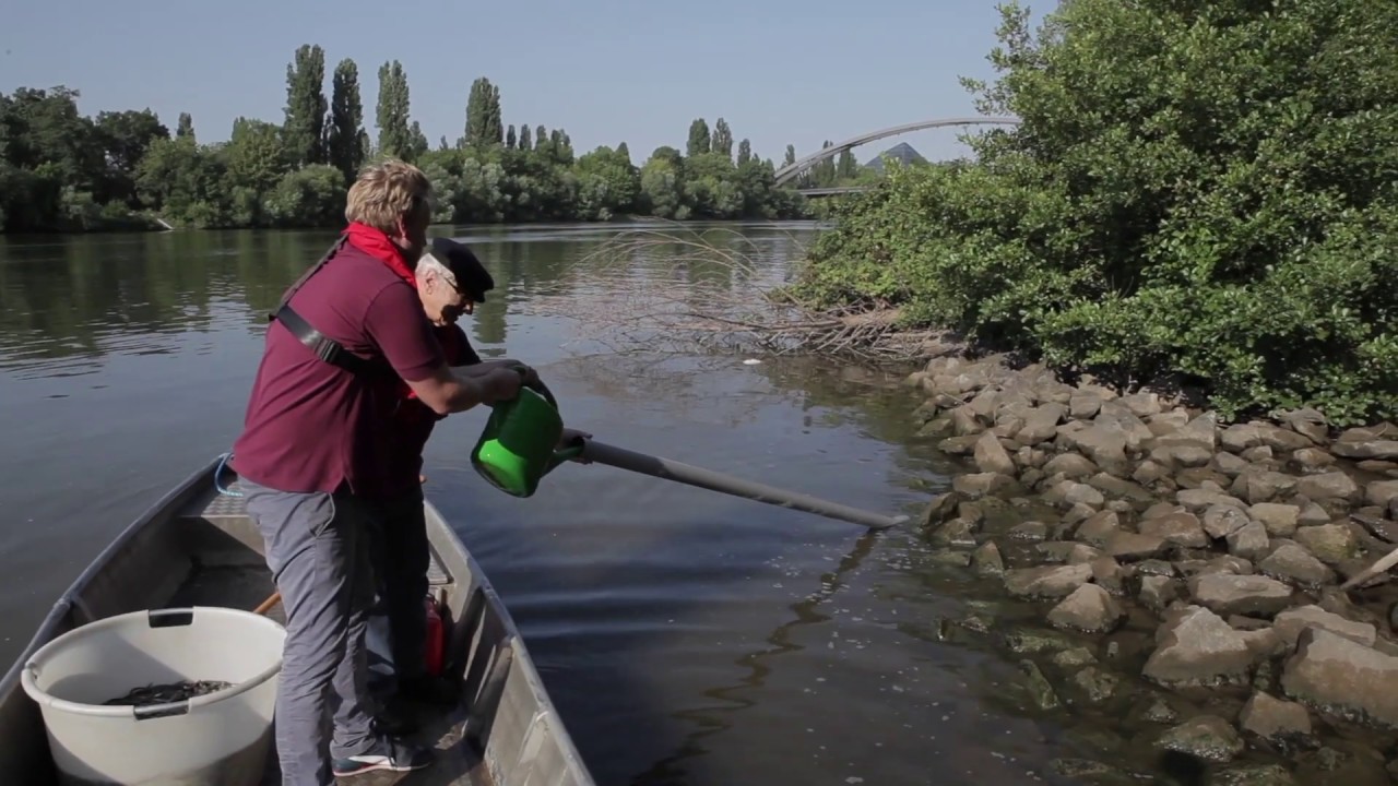 Fischerzunft Frankfurt - Aalbesatz 2018 | Besatz mal anders!
