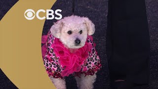 Dolly Parton's Pet Gala Preview