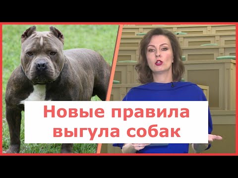 Правила выгула собак по новому закону