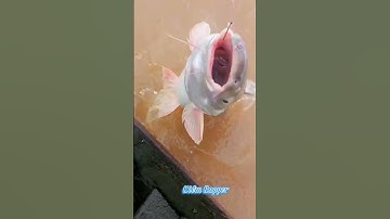 #Shorts / Câu cá hú quá phê miền tây sông nước #KiềmRapper