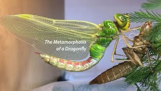 The Metamorphosis of a Dragonfly