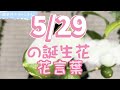 5/29の誕生花と花言葉【園芸のぶチャンネル】【5月】【29日】【ガーデニング】【雑学】【トリビア】【レモン】