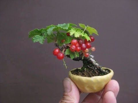 Bonsai Fruit Trees Are Especially Difficult Youtube