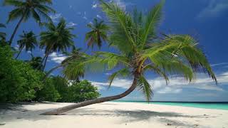 4K UHD 10 hours   Tropical Beach \& Gentle Birds Waves Audio window   relaxing, meditation, nature