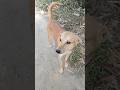 Desi dog 🐕🐶 funny 🤣 video #funny #dogs #labrador