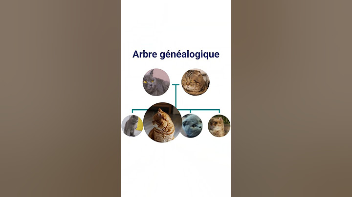 Test de races de chats - Koko Genetics
