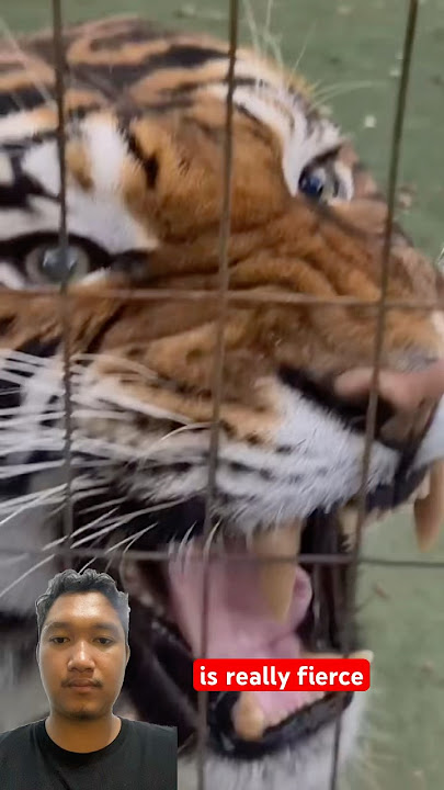 Who make this tiger Angry 😡 #elephant #talkingparot #babyanimal #tiger