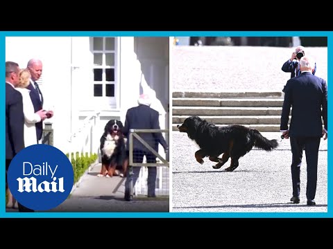 Funny moment Biden barked at by Irish president's massive dog