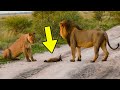 Dois Leões Encontraram uma Raposa Ferida. O Que Aconteceu Depois Não tem Explicação