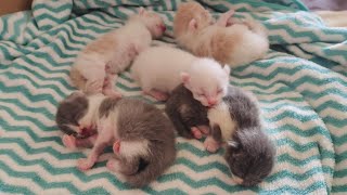 throwback: 3 days old kittens | pile of smoll beans | cute kitten video | newborn cat video