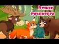 Dzikie zwierzęta - Nauka dzikich zwierząt dla dzieci po polsku - Odgłosy zwierząt