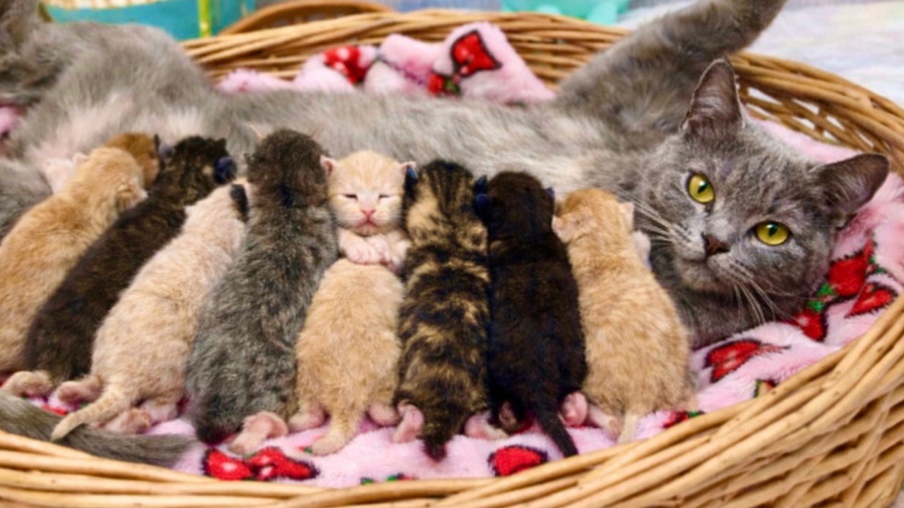 Неожиданно! Кошка-мама 🐱 пришла ко мне домой с целым выводком котят ❤️