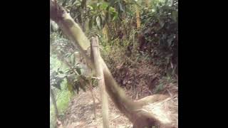 Kacapi Suling Sunda : Lagu NATAAN GUNUNG