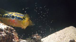 Download Lagu Salvini Cichlid Breeding Pair with Fries 🐟
