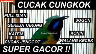 CUCAK CUNGKOK SUPER GACOR ! Full Isian TEMBAKAN ISTIMEWA BURUNG KECIL Untuk Masteran Murai Kacer