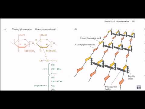 Peptidoglycan structure and biosynthesis