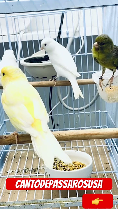 Canary singing/ canário belga #bird #canariobelga #canary
