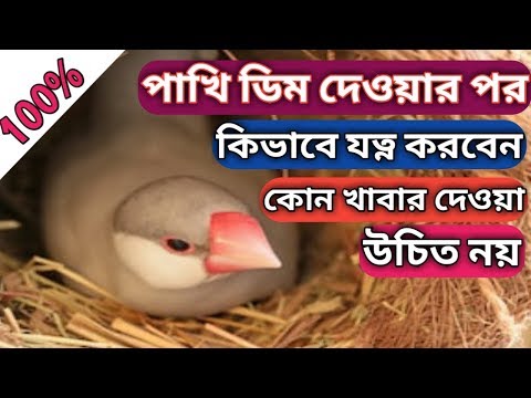 How to care for Javanese birds after laying eggs || What foods should not be given |#javabreeding...