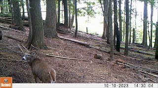 Trail Camera Video April 28, 2024