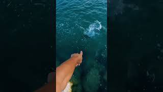 سمكة نطت فوق الميه رميت طعم حى كبير والنتيجة !!😱 #shorts #all_day_fishing