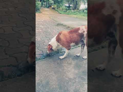 น้องหมาน่ารักกำลังกินน้ำ#shorts