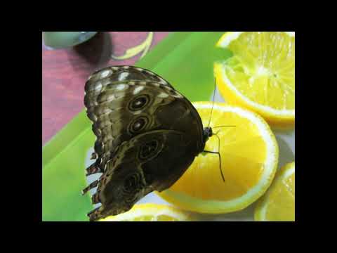 Новая физика. Почему летают бабочки