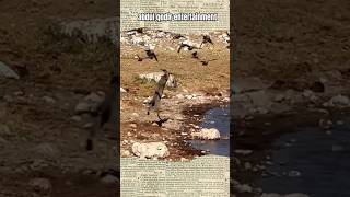 cat catches flying bird #shorts #cat #animals