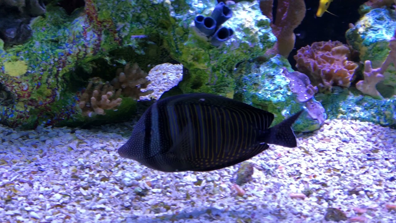 Online Saltwater fish store at Salt Water Fish Shop YouTube