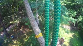 Elm Tree Removal Over Fence