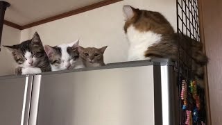深夜に豆大福たちをニヤニヤしながら撮影するお父さんが怖い