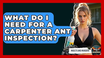 What Do I Need For A Carpenter Ant Inspection? - Insects and Invaders