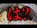 飼育してないクワガタが羽化した…