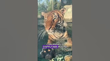 Thumbnail of I helped the tiger overcome difficulties#animals #Friendship #Us