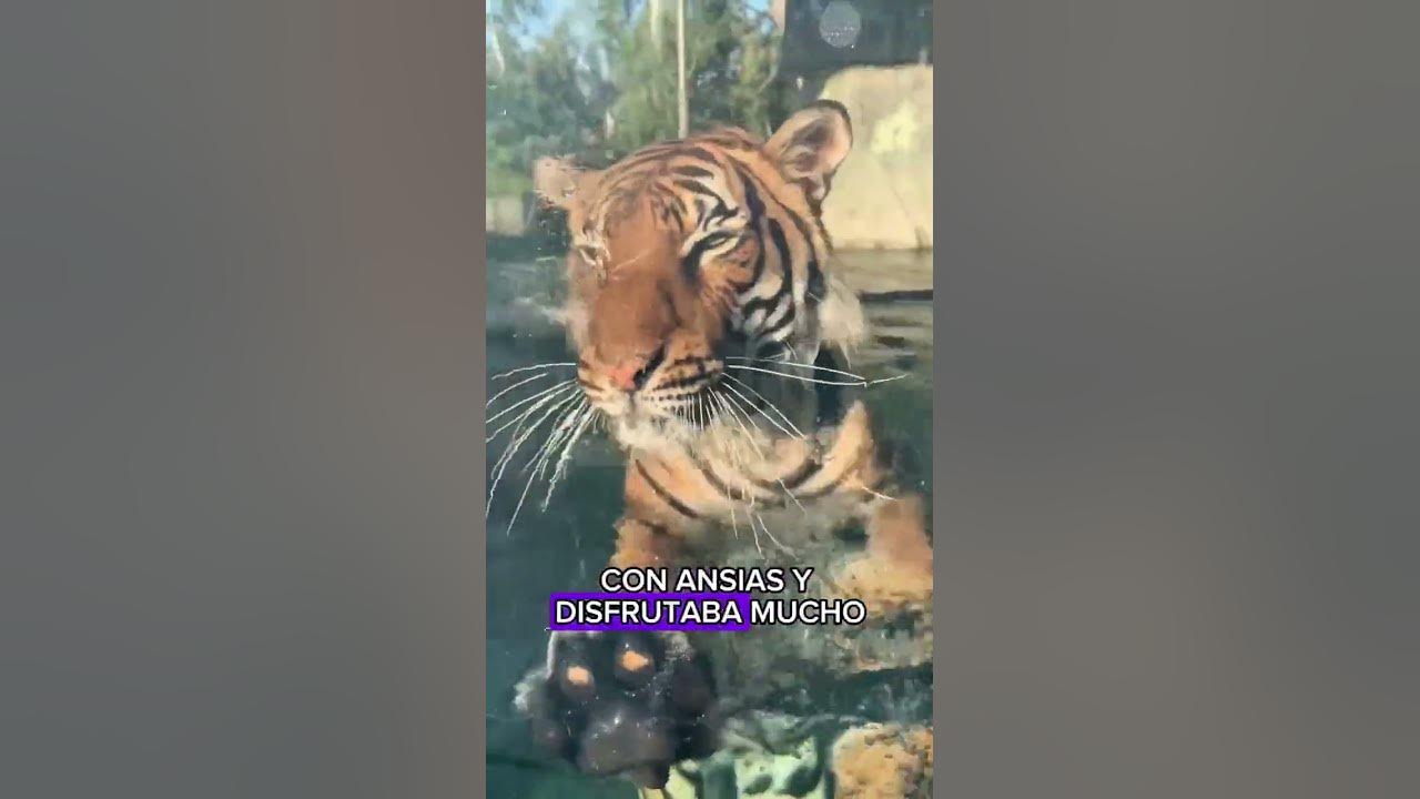 I helped the tiger overcome difficulties#animals #Friendship #Us I helped the tiger overcome difficulties#animals #Friendship #Us