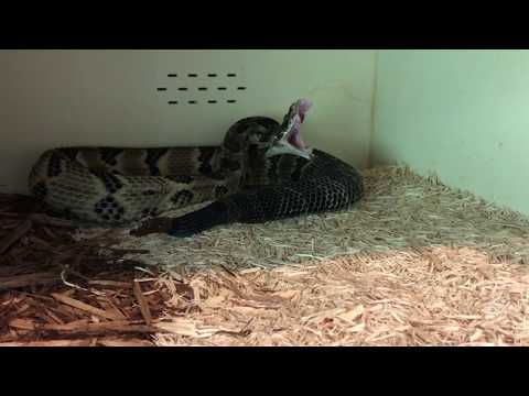 Timber Rattlesnake Yawning