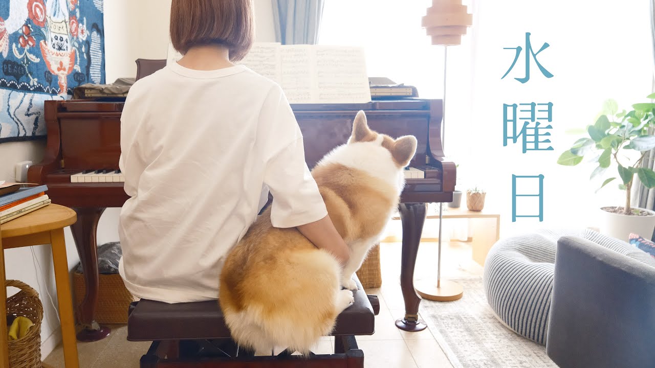 【犬との暮らし】初夏の水曜日／おかあさんのピアノを聴くお仕事