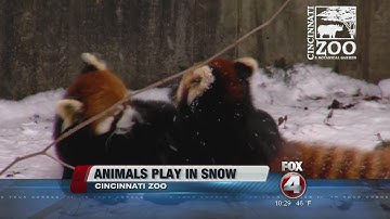 Red pandas play in snow