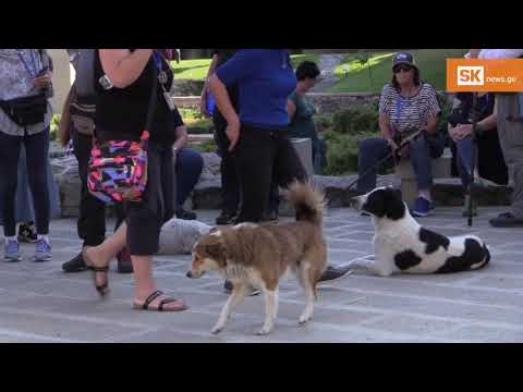 ვიდეო: ესტაკადადან გადახტომის შემდეგ ძაღლების აღდგენა