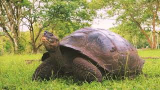 Giant Tortoise Fight, Clash of the Titans!