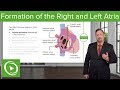 Formation of the Right and Left Atria: Ostium Secundum & Foramen Ovale – Embryology | Lecturio