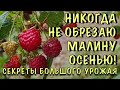 СЕНТЯБРЬ, а ВСЁ В ЯГОДАХ! Ремонтантная малина. СЕКРЕТЫ обрезки и ОБИЛЬНОГО урожая ДАЖЕ ОСЕНЬЮ